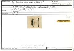 Karteikarte zu Spiroloculina cavernosa Karrer, 1867